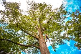 Tree and Shrub Care in Harrison, NJ